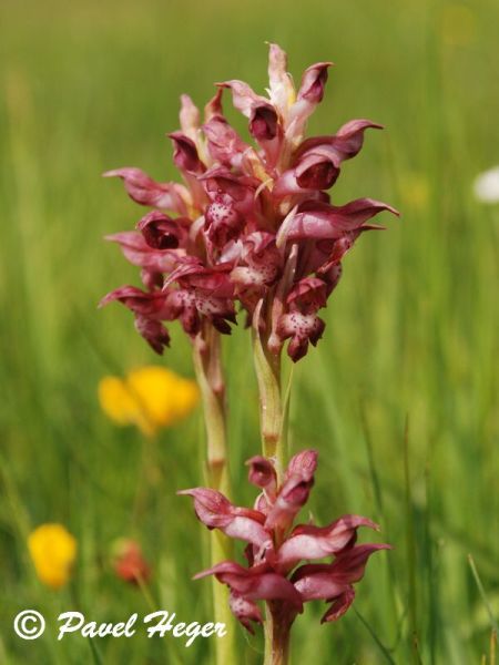 Anacamptis martrinii